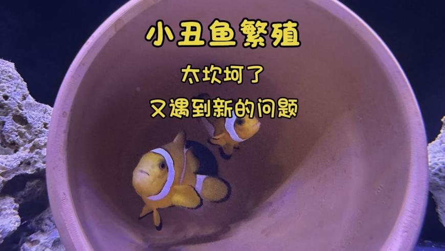 如何判断朋友是不是老鼠人,新澳门免费资料大全2025管家婆,最新答案解释落实_破例版V14.70
